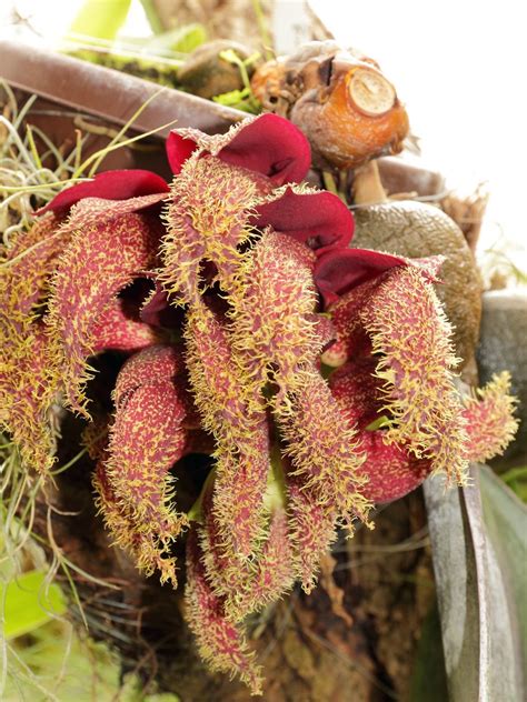 It is perhaps the best smell ing flower that distinguishes itself amongst the several other blossoming shrubs of. The worst smelling flowers ever | InsureandGo