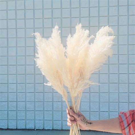 1pc 30 Ivory Golden Or Cream Pampas Grass Pampas Etsy