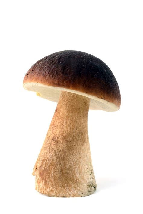 Odd Reason Penises Are Shaped Like Mushrooms And Its All To Do