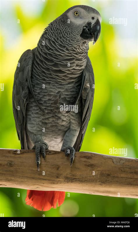African Grey Parrot Hi Res Stock Photography And Images Alamy