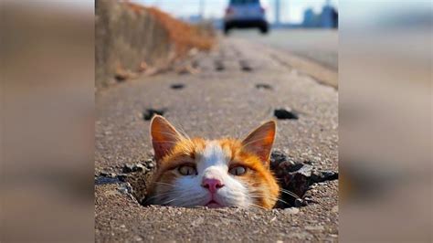 Maybe you would like to learn more about one of these? Смешные кошки 2019 Новые приколы с котами до слёз, смешные ...