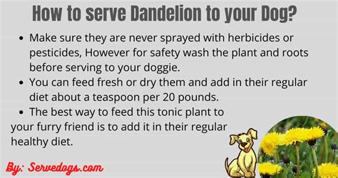 Stylist richard marin films renee posing in a pink gown. Are dandelions bad for dogs? dandelion leaf tincture