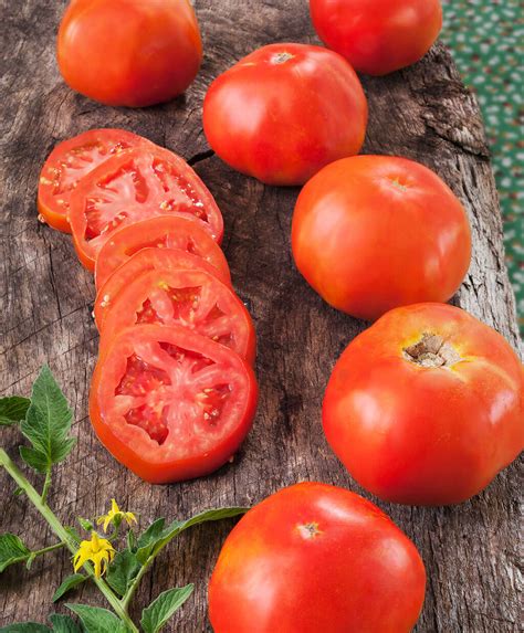 Rutgers Heirloom Tomato High Yields Disease Resistant