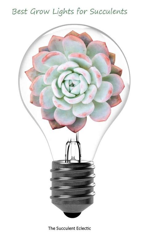 Here are a few common ways indoor grow lights are used: Grow Lights for Succulents | A Simple Guide | The ...
