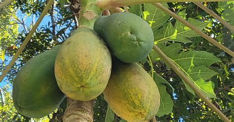 how to grow papaya tips for transplanting and planting papayas