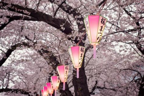 Hanami Celebration Of Cherry Blossoms In Japan Travel Dudes