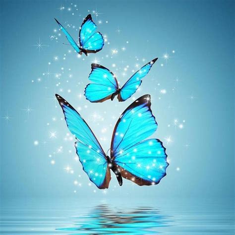 Flying Butterfly Wallpapers Top Free Flying Butterfly Backgrounds