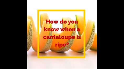 How Do You Know When A Cantaloupe Is Ripe Youtube