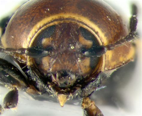 Chrysomelidae Frontal Bassareus Lituratus Bugguidenet