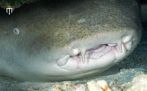 Nurse Shark Behaviour Habitat And Characteristics