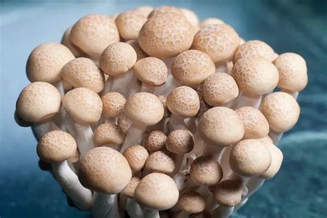 Hydroponic Mushrooms Ultimate Growing Guide The Hydroponics Planet