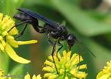 Photos of A Black Wasp