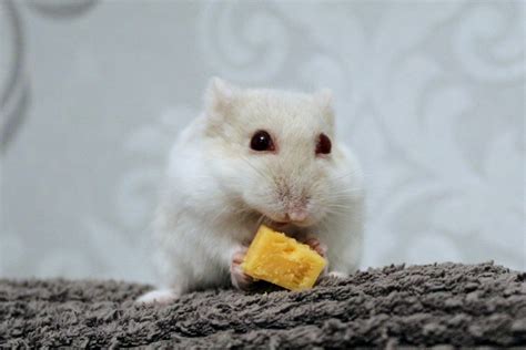 What Human Foods Can Hamsters Eat Safety Guide Pet Keen