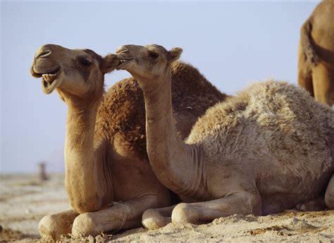 Meaning of the word arabian camel with word definition and statistical analyze of the arabian camel word as pure text. Camels | HD Wallpapers (High Definition) | Free Background