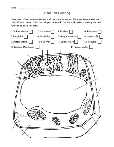 Plant Cell Coloring Worksheet Download Printable Pdf Templateroller