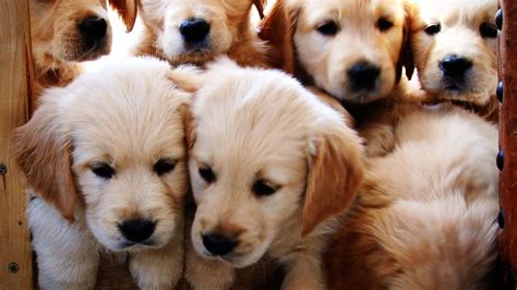 Watch These Golden Retriever Puppies Grow Up Joy Of Animals