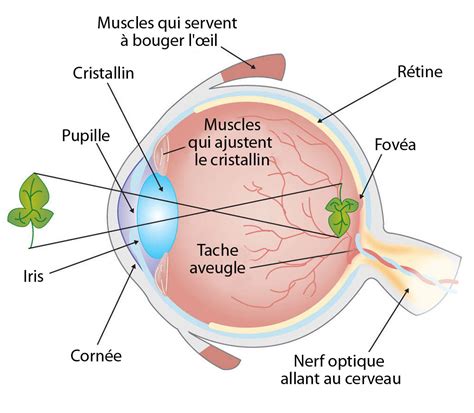 Après la mort de sa mère, kelly a pris en charge son petit frère tom, 12 ans, qui est atteint d'autisme. Comment fonctionne la vision | Ask A Biologist