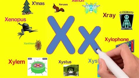 Palabras Que Empiecen Con X Y Su Significado En Español Brainlylat