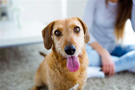 House Training An Adult Dog Animal Behavior College