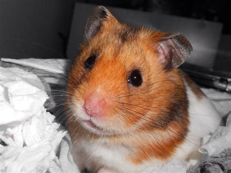 The Syrian Hamster Mesocricetus Auratus Is Commonly Known As The Golden Hamster Fancy Bear