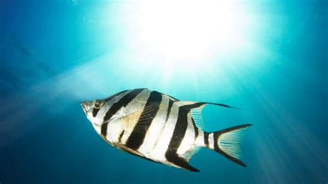 Manly Matters: Unveiling Coveted Insights & Perspectives – Best Male Style