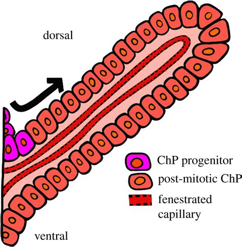 Schematic Depiction Of Choroid Plexus Anatomy At E145 The Chps Are