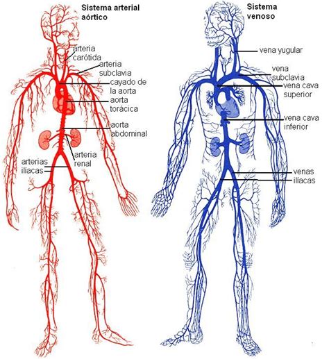 Anatomia Aplicada Bloque 2 Sistema Cardiovascular 1 La Sangre Y El