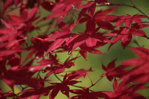 Japanese Red Maple Leaves By Trevor Slauenwhite
