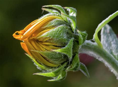 Sunflower Bud Photograph By Robert Ullmann