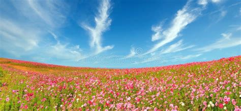 Beautiful Panoramic Of Cosmos Flowers Blooming In The Field Stock Image