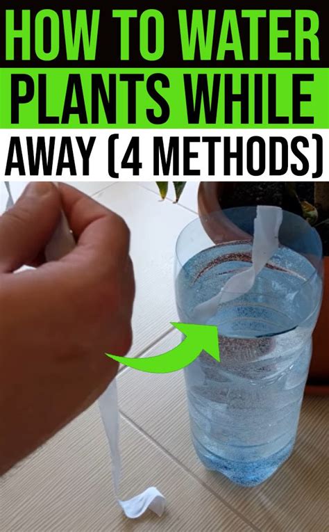 How To Water Plants While Away 4 Easy Methods Water Plants Plants