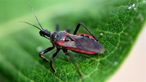 Are Kissing Bugs Dangerous Heres What To Know Fox Wilmington Wsfx Tv