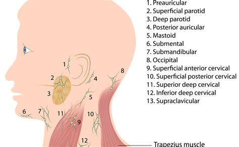 Lymph Node Back Of Neck Anatomy Pictures Of Cervical