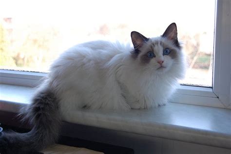 Purebred Ragdoll Kittens Available For Sale