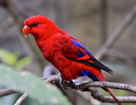 The Most Beautiful Exotic Birds In The World Armin Winkler