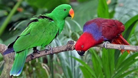 Click, hear&learn your custom text, audio pronunciation using our online text to say tool. Living Jungle | Eclectus Parrot