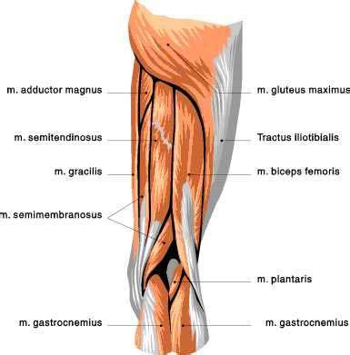 Related posts of muscle anatomy of upper thigh. An American Newlywed in Europe: The Crossfit Booty