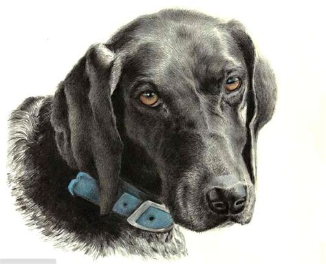From furry dog and greyhounds to puppies, poodles and dalmatians, we can teach you how to draw all kinds of. 28 best Beautiful Dog Drawing and Art work from Best ...