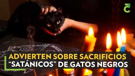 Advierten Sobre Sacrificios “satánicos” De Gatos Negros Y Blancos