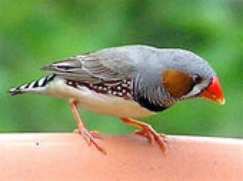8 Top Small Pet Birds Best Pet Birds Birds Bird Species