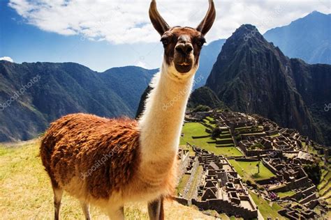 Lama Bei Machu Picchu Inkas Ruinen In Den Peruanischen Anden Bei Cuzco