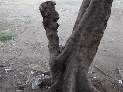 The Trees Penis Tree Having Its Own Reproductive Organ P Nohid