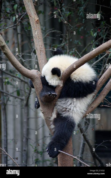 Cute Baby Panda Sleeping In A Tree Stock Photo Alamy