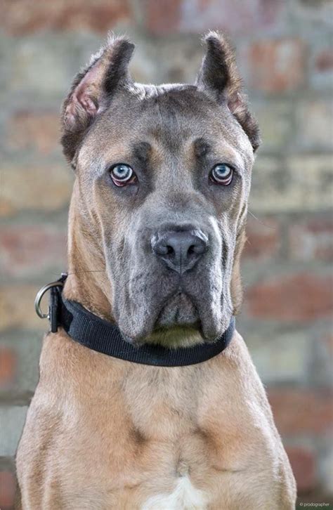 49 Cane Corso Trained Dogs For Sale Image Bleumoonproductions