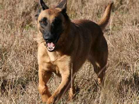 These dogs are perfect for being outdoors and their coat is specifically tailored to withstand all types of weather. Belgian Malinois dogs - Pets Cute and Docile