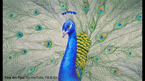 How To Draw A Peacock With Open Feathers Sketch Out An Oval For The