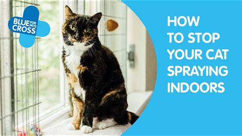 How To Get Neutered Cat To Stop Spraying Catwalls
