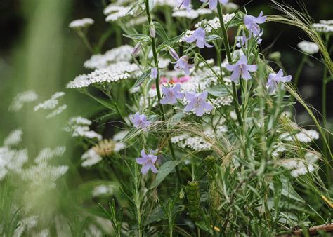 Projects | Victory Gardens Vancouver
