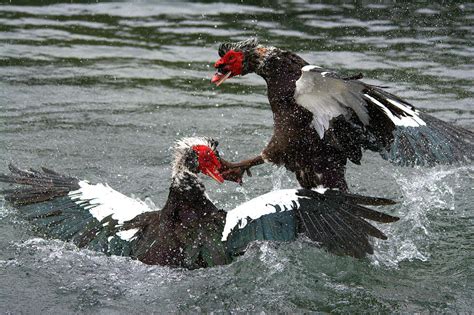Muscovy Ducks Mating Series 21 Photograph By Roy Williams