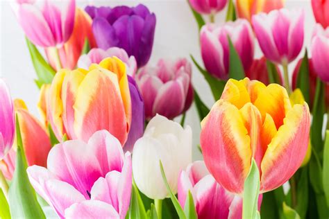 5 Fleurs Pour Célébrer Larrivée Du Printemps Floraqueen